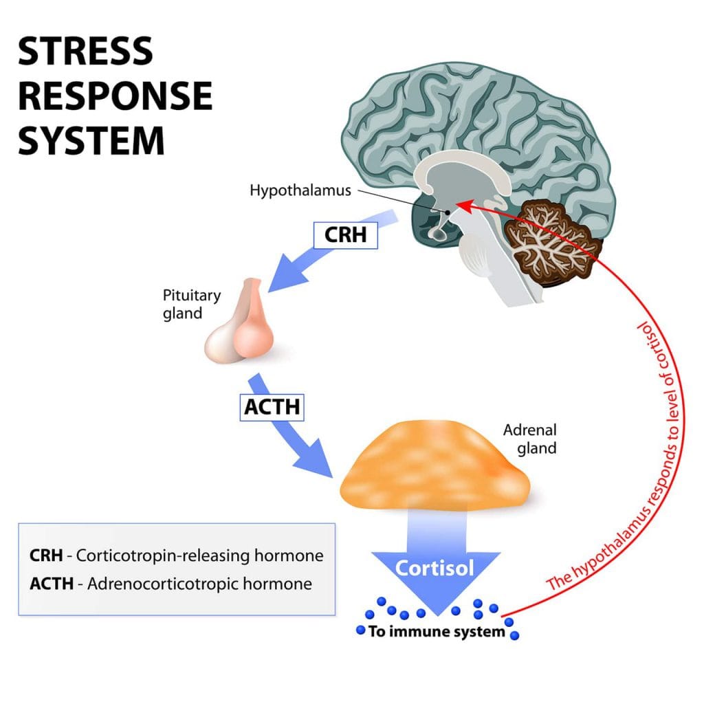 Depressie Depressief Vermoeid Energie Symptoom 2