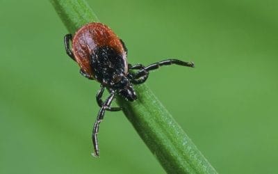 BEOORDELEN: Ziekte van Lyme en teken, een EPIDEMIE in the making