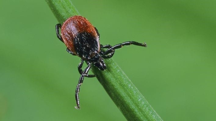 Ziekte Van Lyme Ziekte Van Lyme Symptomen Teek Tekenbeet